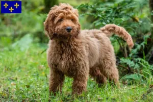 Mehr über den Artikel erfahren Cockapoo Züchter und Welpen in Île-de-France