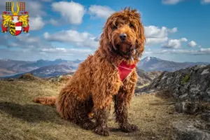 Mehr über den Artikel erfahren Cockapoo Züchter und Welpen in Kärnten
