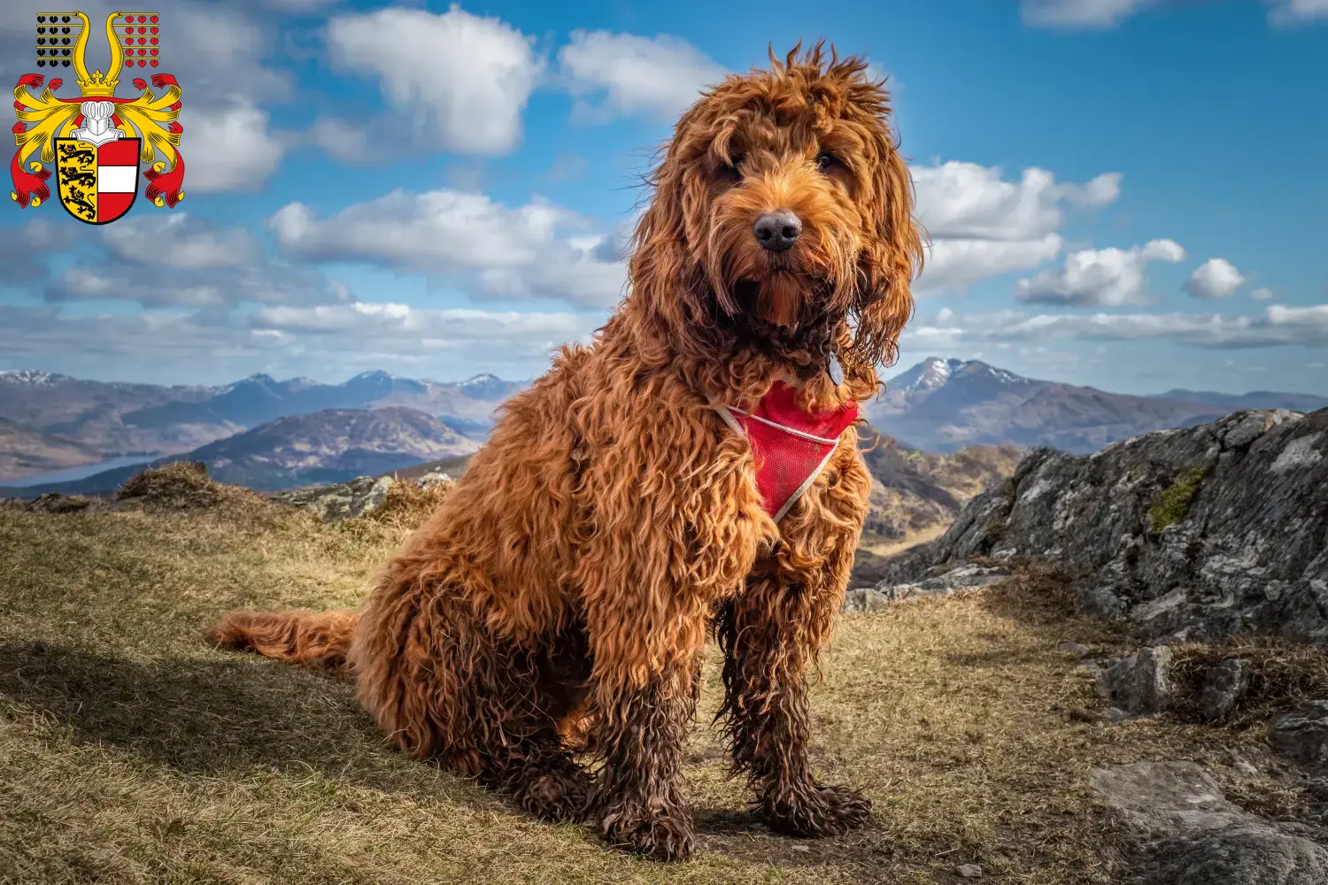 Cockapoo Welpen und Züchter Kärnten Hier findest Du Cockapoos Züchter in Kärnten.