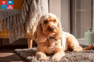 Mehr über den Artikel erfahren Cockapoo Züchter und Welpen in Karlsbad