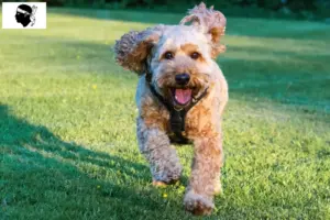 Mehr über den Artikel erfahren Cockapoo Züchter und Welpen auf Korsika