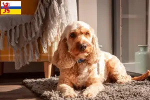 Mehr über den Artikel erfahren Cockapoo Züchter und Welpen in Limburg