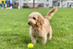 Mehr über den Artikel erfahren Cockapoo Züchter und Welpen in Mähren-Schlesien