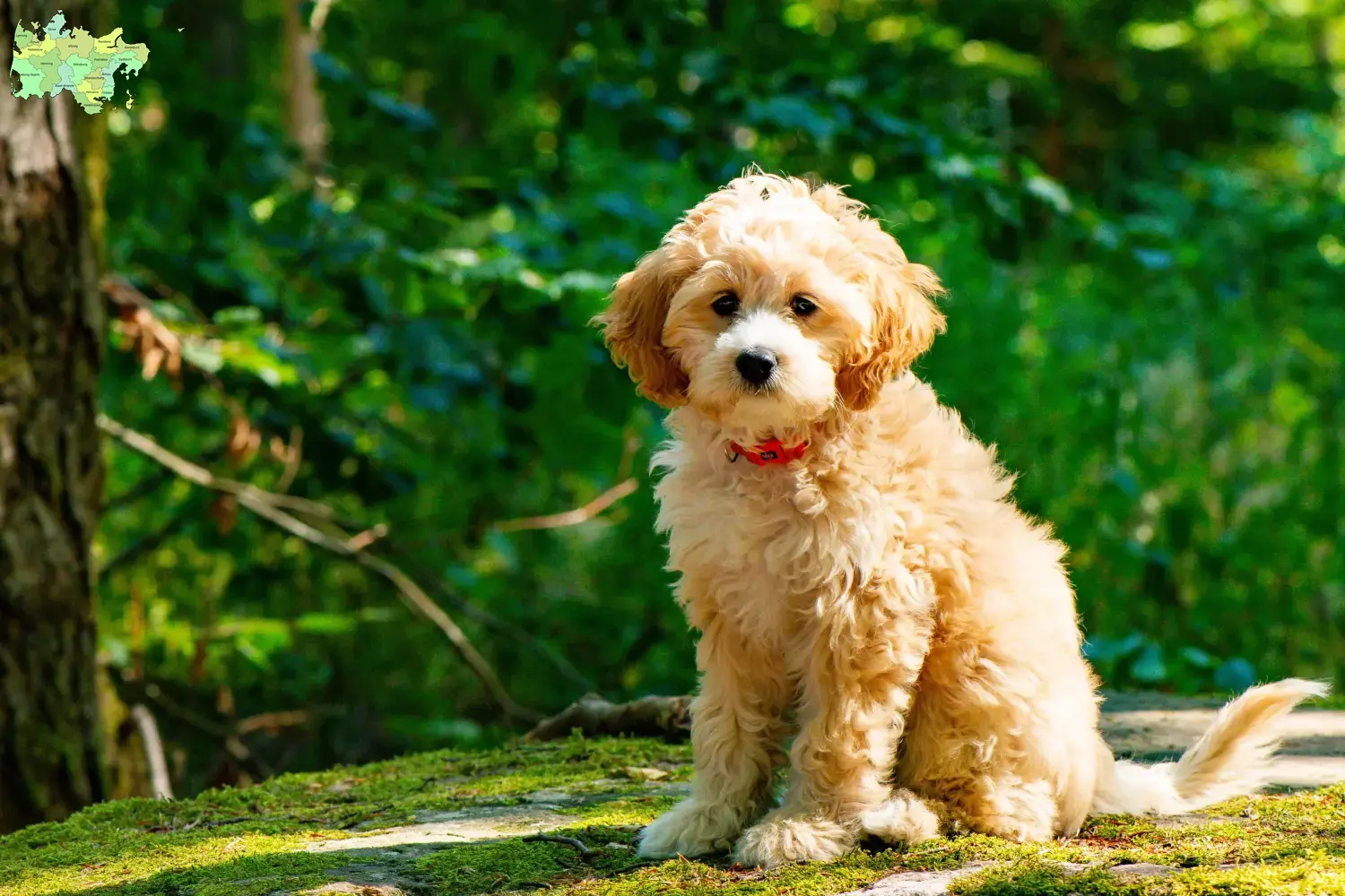 Cockapoo Welpen und Züchter Midtjylland Hier findest Du Cockapoos Züchter in Midtjylland.