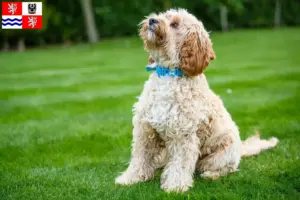 Mehr über den Artikel erfahren Cockapoo Züchter und Welpen in Mittelböhmen