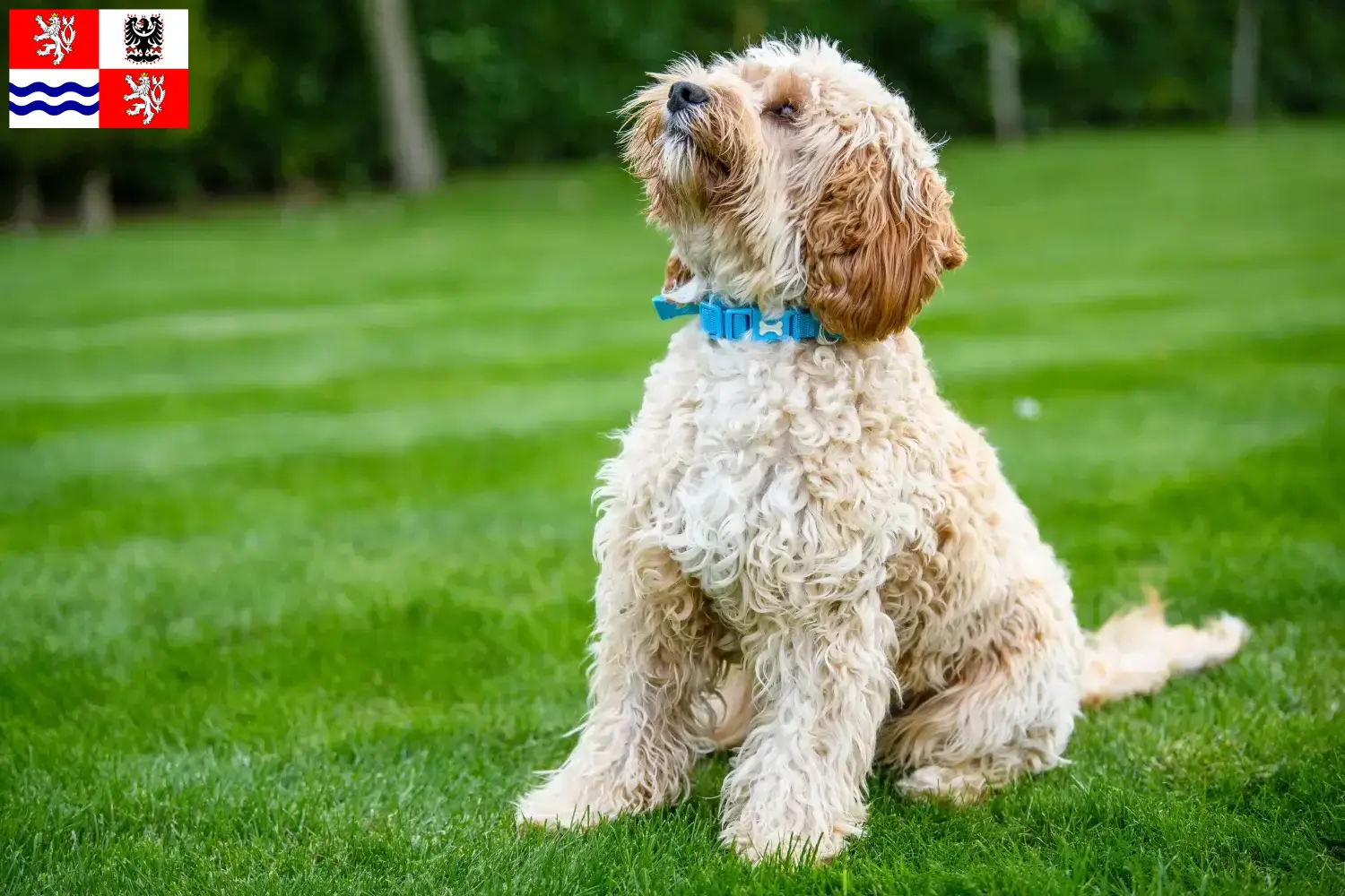 Cockapoo Welpen und Züchter Mittelböhmen Hier findest Du Cockapoos Züchter in Mittelböhmen.