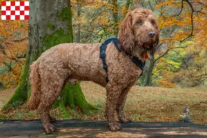 Mehr über den Artikel erfahren Cockapoo Züchter und Welpen in Nordbrabant
