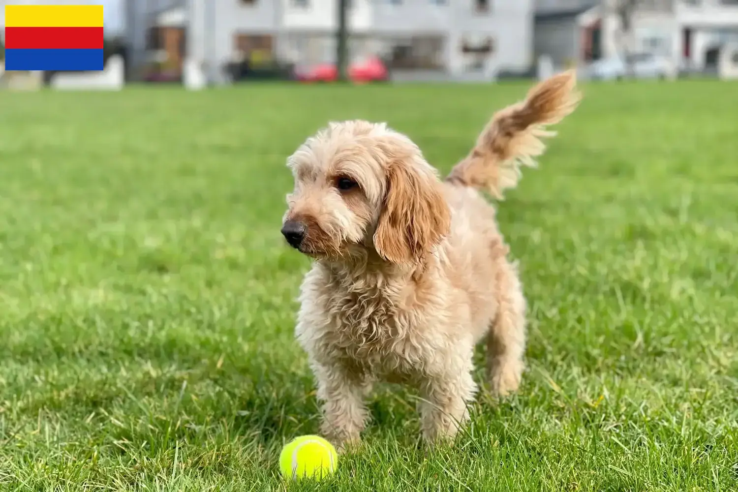 Cockapoo Welpen und Züchter Nordholland Hier findest Du Cockapoos Züchter in Nordholland.