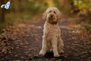 Mehr über den Artikel erfahren Cockapoo Züchter und Welpen in Nordjylland
