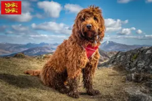 Mehr über den Artikel erfahren Cockapoo Züchter und Welpen in der Normandie