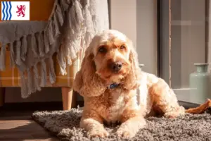 Mehr über den Artikel erfahren Cockapoo Züchter und Welpen in Nouvelle-Aquitaine