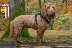 Mehr über den Artikel erfahren Cockapoo Züchter und Welpen in Oberösterreich