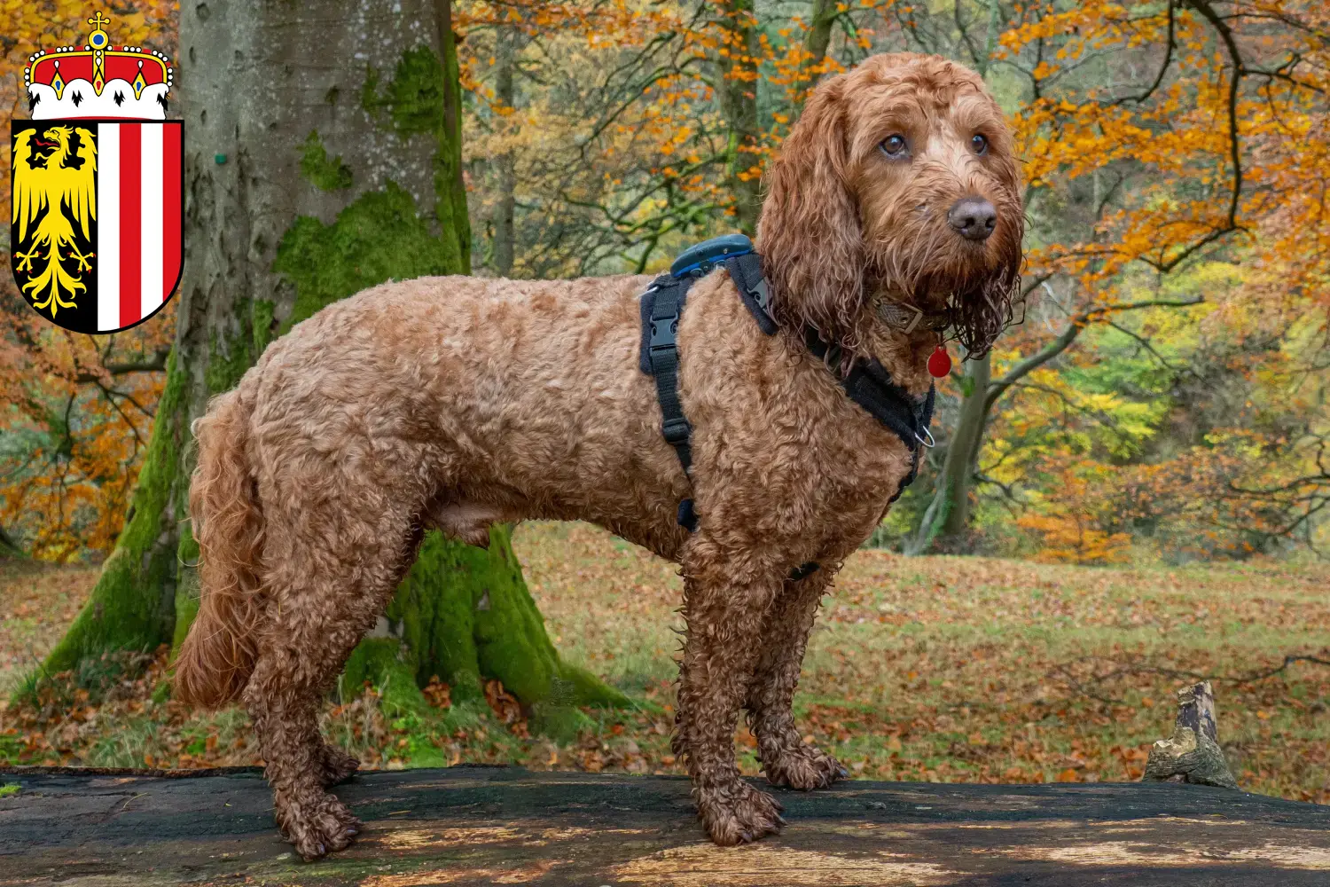Cockapoo Welpen und Züchter Oberösterreich Hier findest Du Cockapoos Züchter in Oberösterreich.
