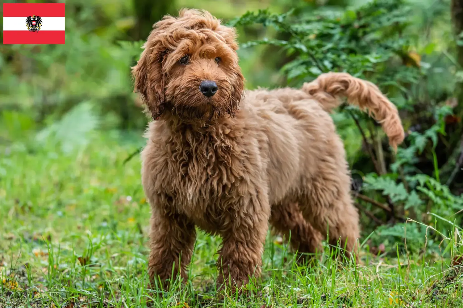 Cockapoo Welpen und Züchter Österreich Hier findest Du Cockapoos Züchter in Österreich.