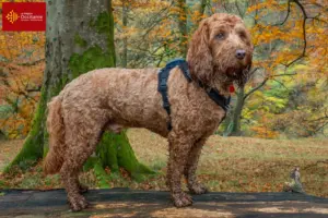 Mehr über den Artikel erfahren Cockapoo Züchter und Welpen in Okzitanien