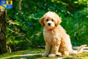 Mehr über den Artikel erfahren Cockapoo Züchter und Welpen in Olmütz