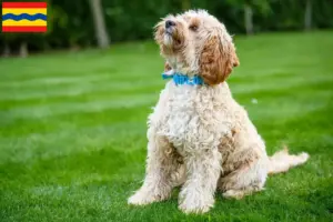 Mehr über den Artikel erfahren Cockapoo Züchter und Welpen in Overijssel