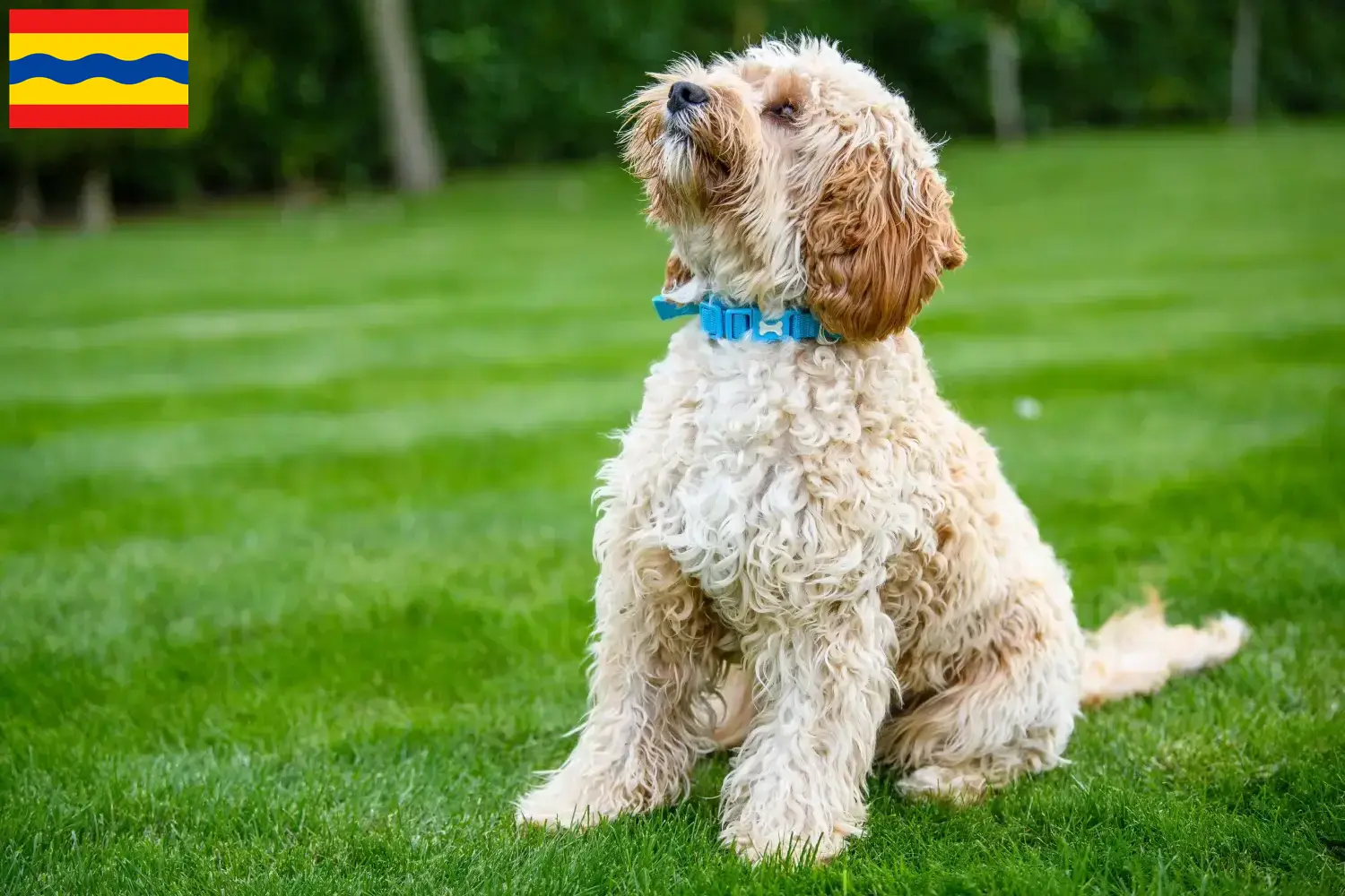 Cockapoo Welpen und Züchter Overijssel Hier findest Du Cockapoos Züchter in Overijssel.