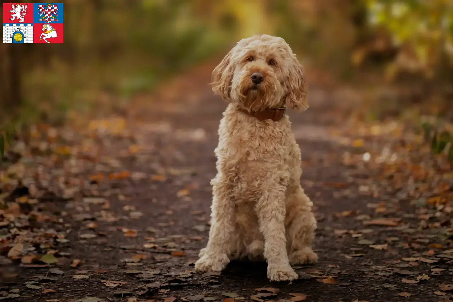 Cockapoo Welpen und Züchter Pardubice Hier findest Du Cockapoos Züchter in Pardubice.