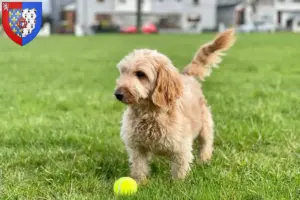 Mehr über den Artikel erfahren Cockapoo Züchter und Welpen in Pays de la Loire