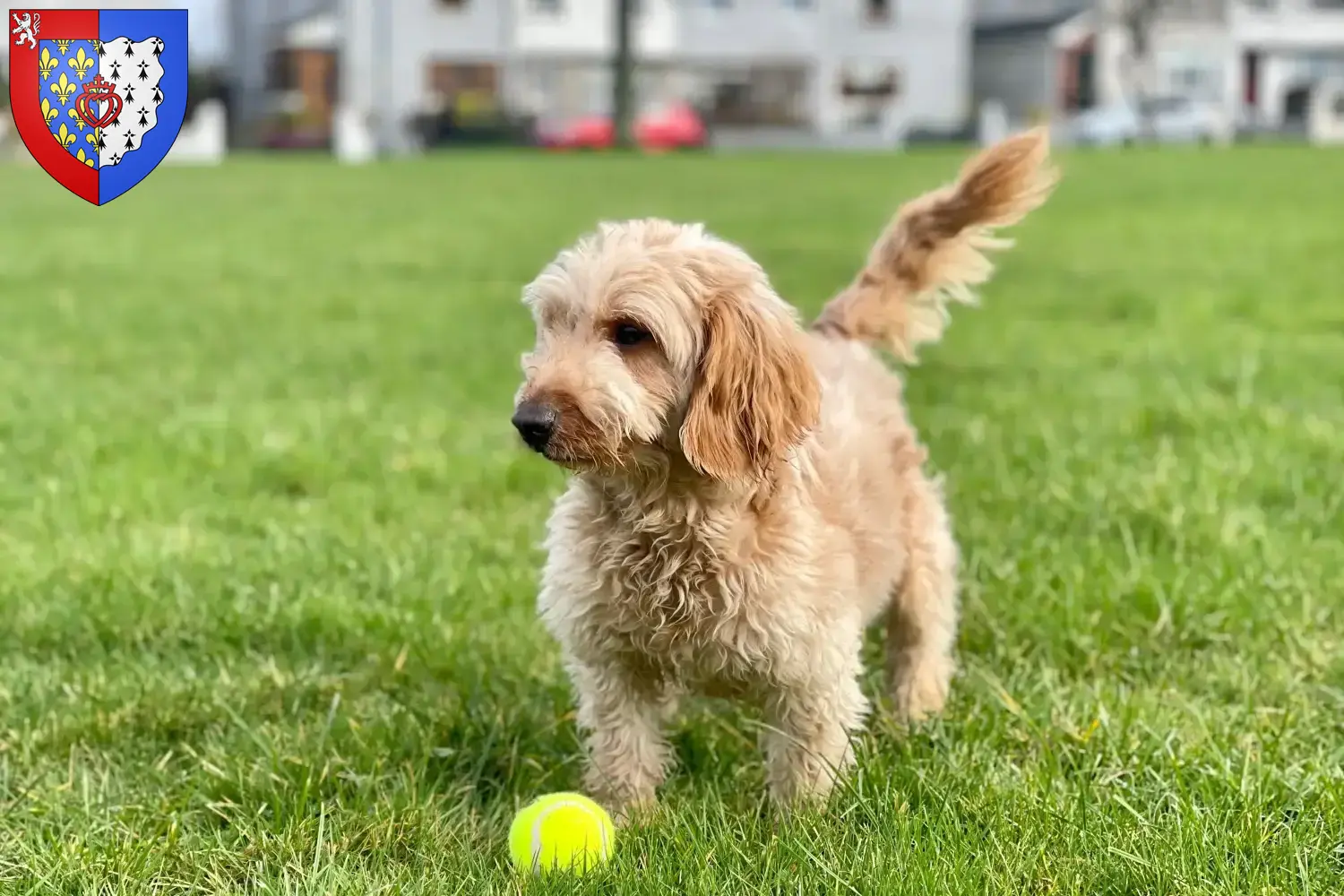 Cockapoo Welpen und Züchter Pays de la Loire Hier findest Du Cockapoos Züchter in Pays de la Loire.