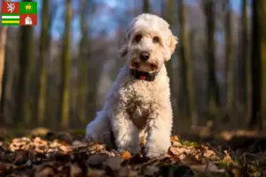 Mehr über den Artikel erfahren Cockapoo Züchter und Welpen in Pilsen