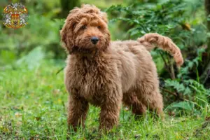 Mehr über den Artikel erfahren Cockapoo Züchter und Welpen in Prag
