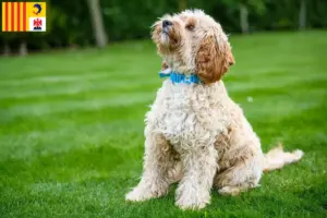 Mehr über den Artikel erfahren Cockapoo Züchter und Welpen in der Provence-Alpes-Côte d’Azur