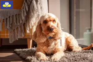 Mehr über den Artikel erfahren Cockapoo Züchter und Welpen in Region Brüssel-Hauptstadt