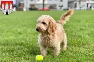 Mehr über den Artikel erfahren Cockapoo Züchter und Welpen in Salzburg