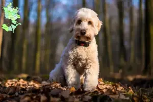Mehr über den Artikel erfahren Cockapoo Züchter und Welpen in Sjælland