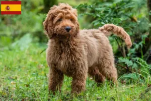 Mehr über den Artikel erfahren Cockapoo Züchter und Welpen in Spanien
