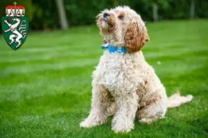 Mehr über den Artikel erfahren Cockapoo Züchter und Welpen in der Steiermark