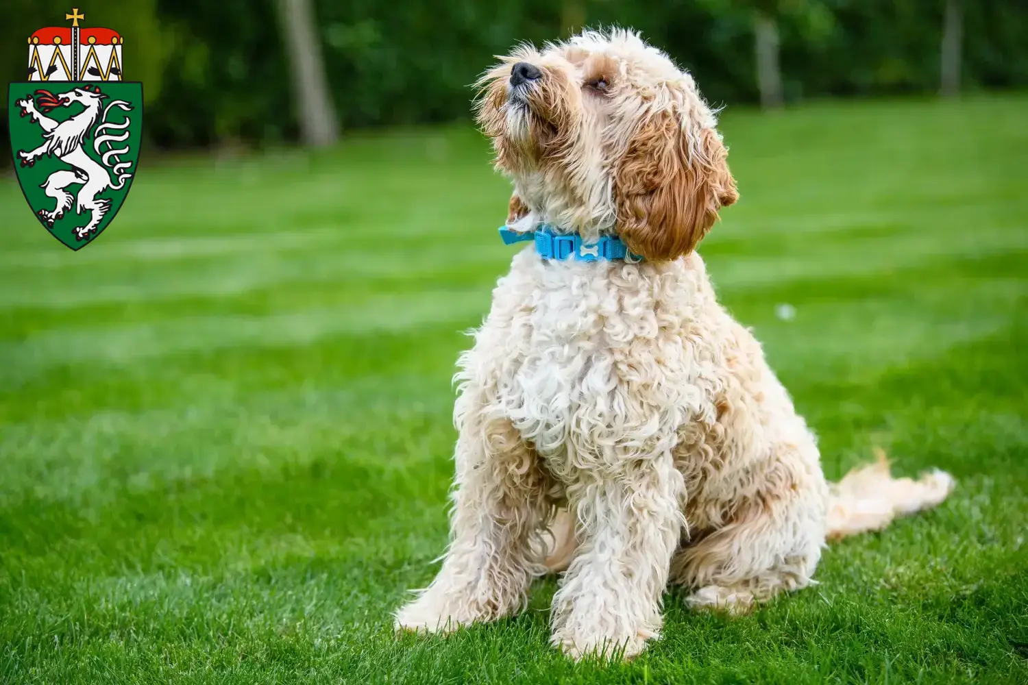Cockapoo Welpen und Züchter Steiermark Hier findest Du Cockapoos Züchter in der Steiermark.