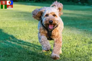 Mehr über den Artikel erfahren Cockapoo Züchter und Welpen in Südböhmen