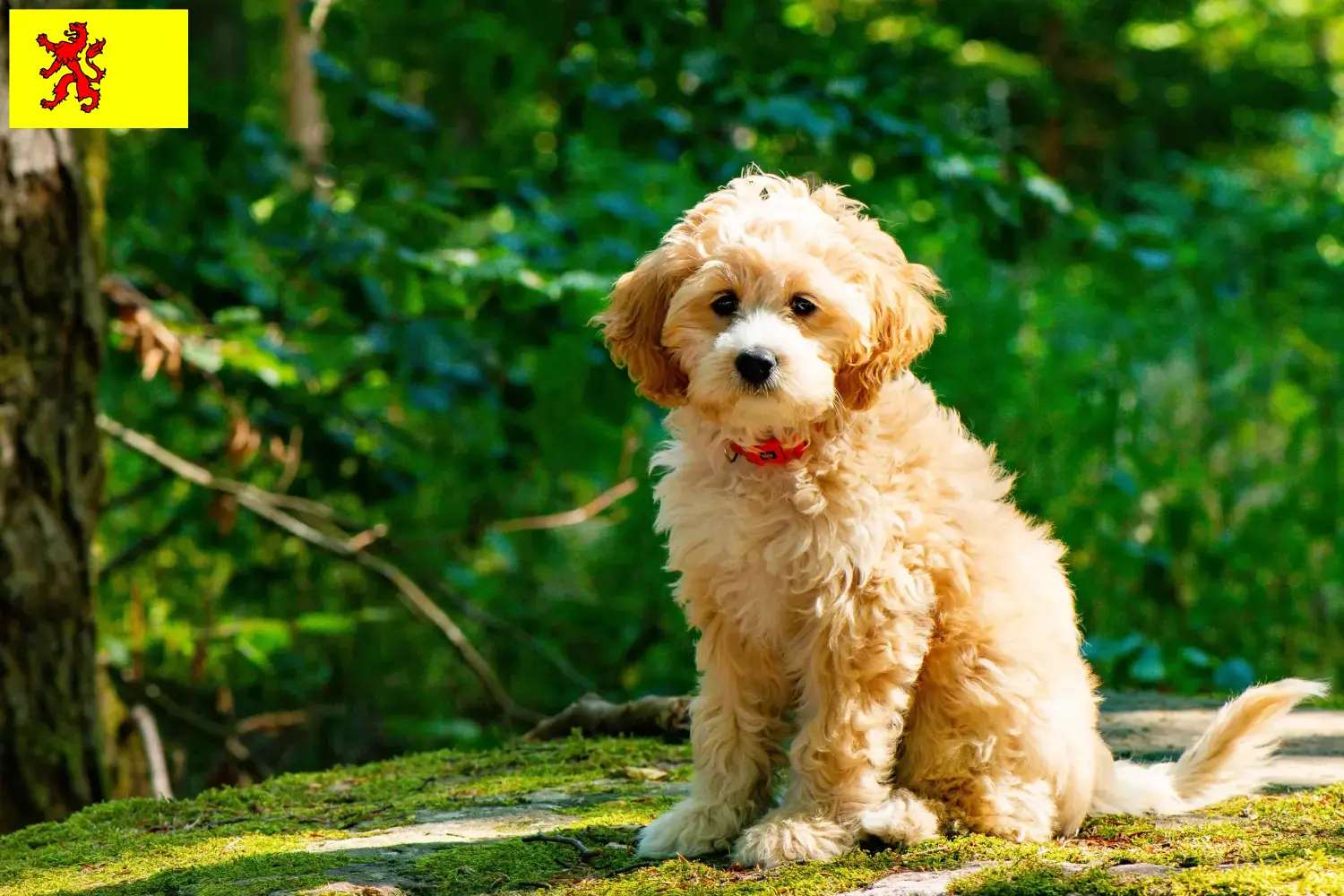 Cockapoo Welpen und Züchter Südholland Hier findest Du Cockapoos Züchter in Südholland.