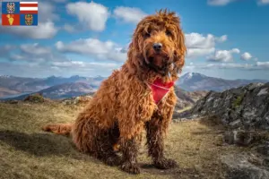 Mehr über den Artikel erfahren Cockapoo Züchter und Welpen in Südmähren