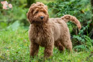 Mehr über den Artikel erfahren Cockapoo Züchter und Welpen in Syddanmark