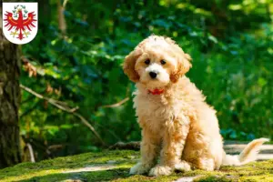 Mehr über den Artikel erfahren Cockapoo Züchter und Welpen in Tirol