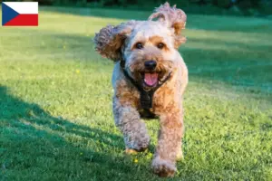 Mehr über den Artikel erfahren Cockapoo Züchter und Welpen in Tschechien