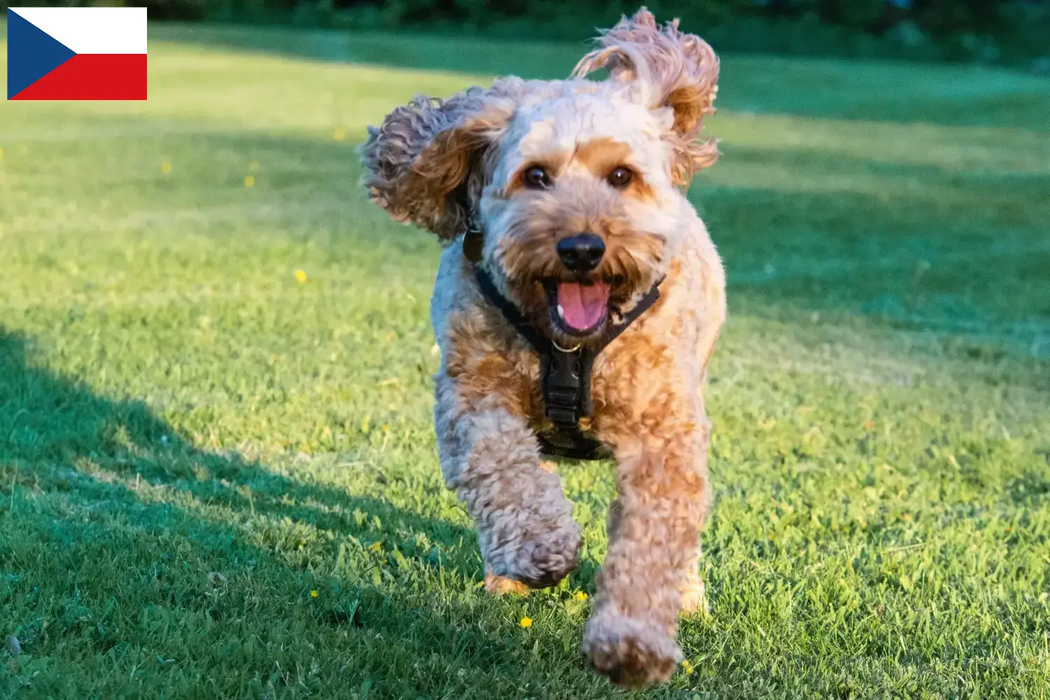 Cockapoo Welpen und Züchter Tschechien Hier findest Du Cockapoos Züchter in Tschechien.