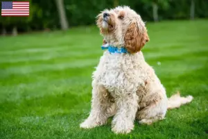 Mehr über den Artikel erfahren Cockapoo Züchter und Welpen in den USA