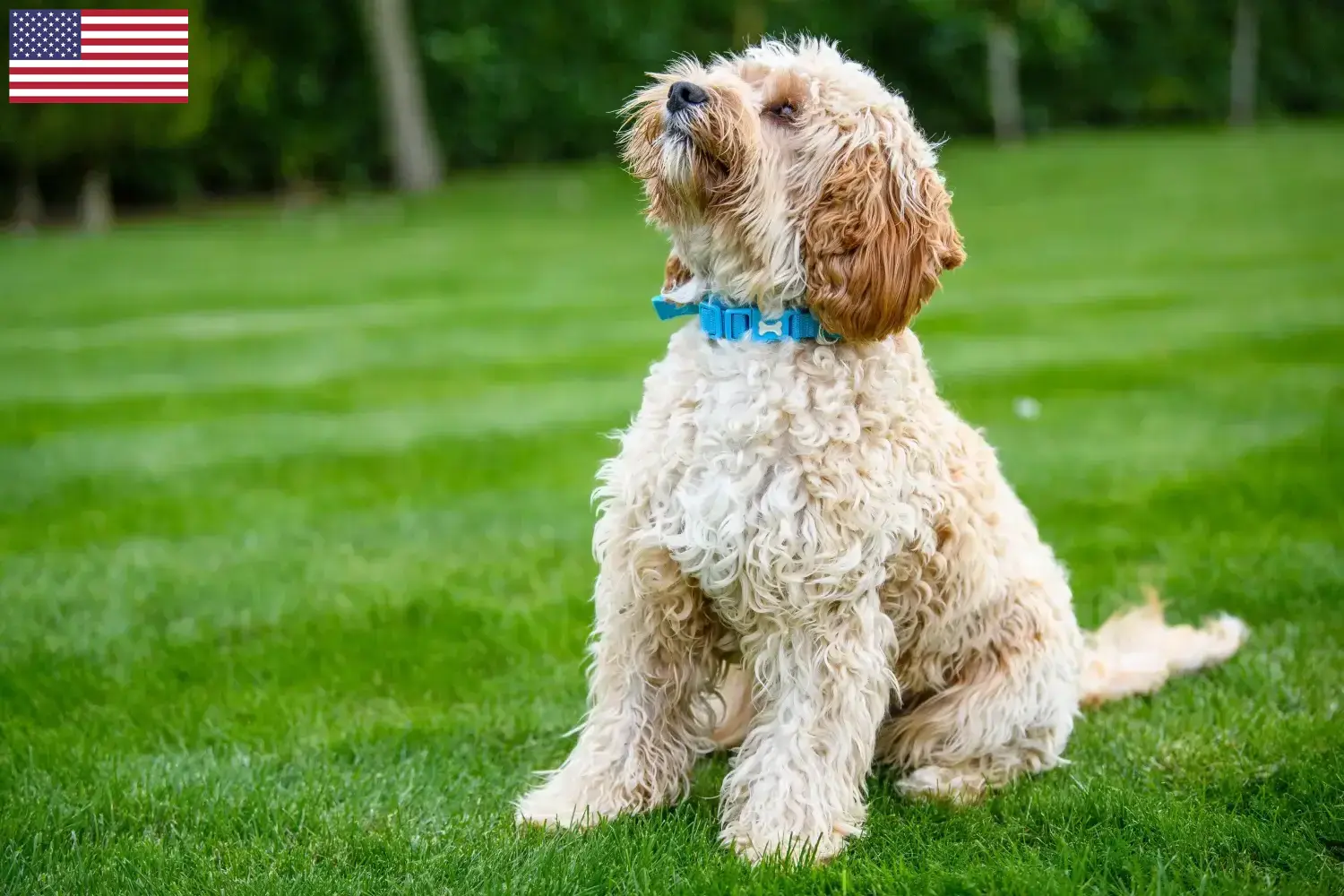 Cockapoo Welpen und Züchter USA Hier findest Du Cockapoos Züchter in den USA.