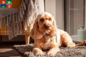 Mehr über den Artikel erfahren Cockapoo Züchter und Welpen in Ústí