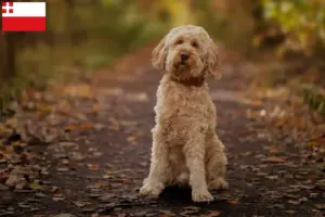 Mehr über den Artikel erfahren Cockapoo Züchter und Welpen in Utrecht