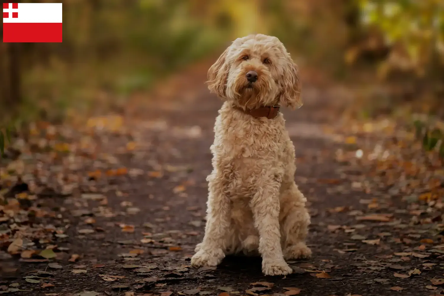 Cockapoo Welpen und Züchter Utrecht Hier findest Du Cockapoos Züchter in Utrecht.