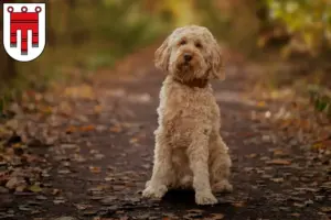 Mehr über den Artikel erfahren Cockapoo Züchter und Welpen in Vorarlberg