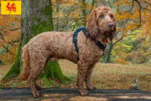 Mehr über den Artikel erfahren Cockapoo Züchter und Welpen in Wallonische Region
