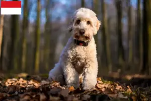 Mehr über den Artikel erfahren Cockapoo Züchter und Welpen in Wien
