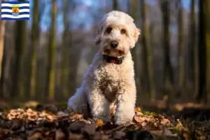 Mehr über den Artikel erfahren Cockapoo Züchter und Welpen in Zeeland